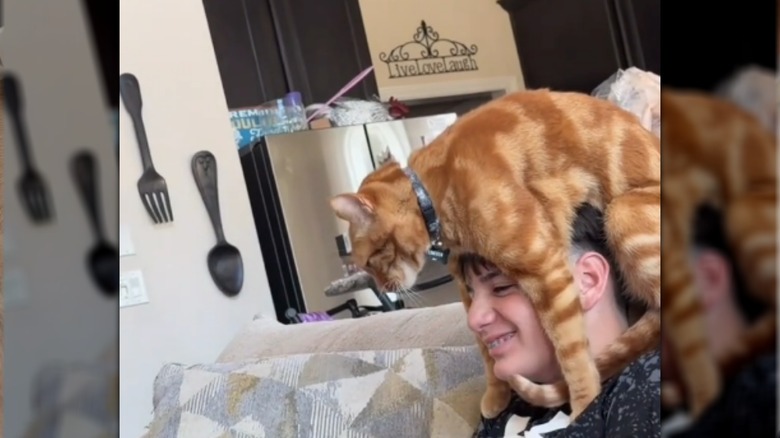 Orange cat sits perched on owner's head