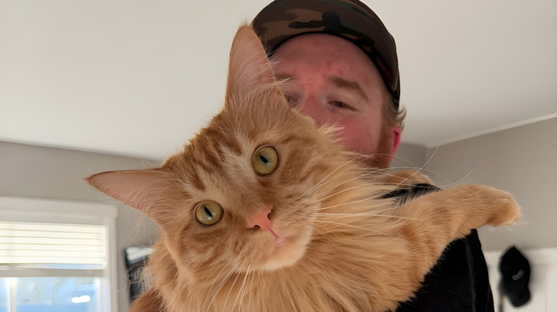 Red-haired man holding a large ginger Maine coon cat
