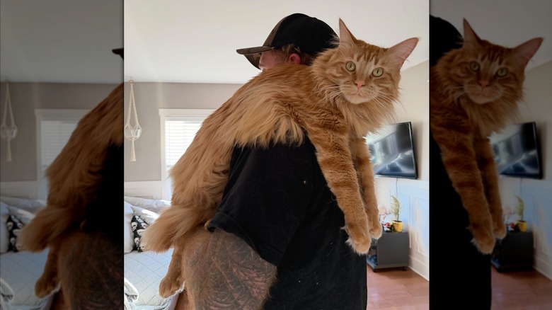 Red-haired man holding a large ginger Maine coon cat