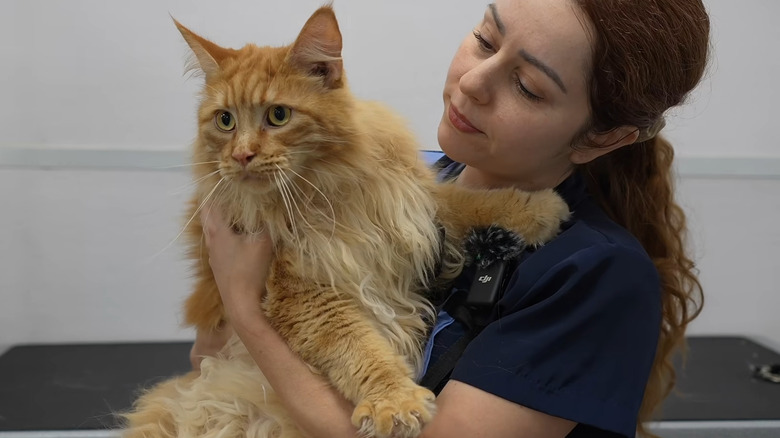 Groomer holding large ginger Maine coon cat