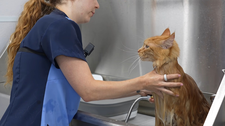 Groomer bathing large ginger Maine coon cat