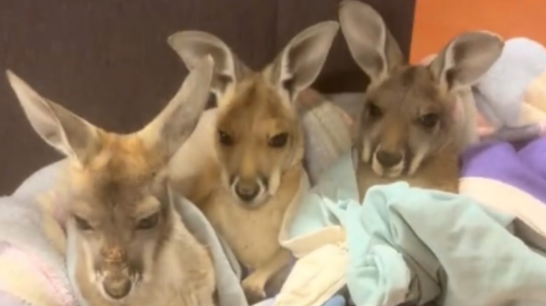 Two baby kangaroos