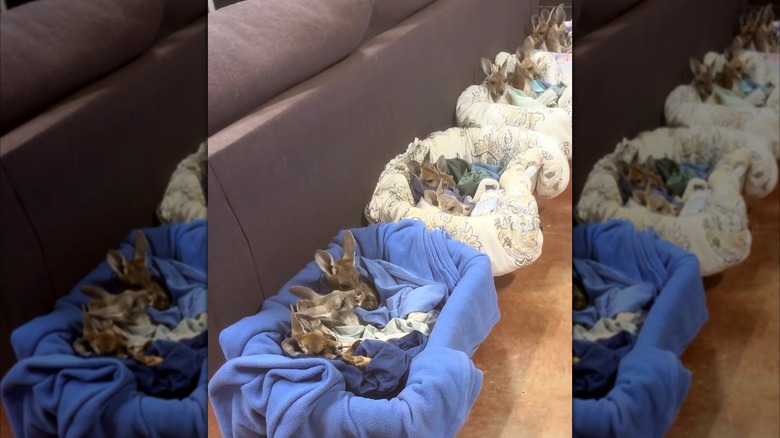 Several baby kangaroos cuddling in laundry baskets