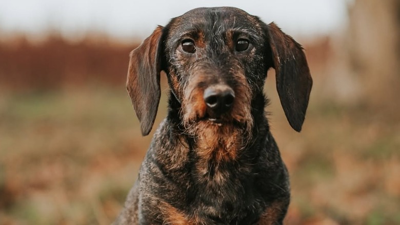 A dachshund named Dilly from TikTok uses his paw to communicate.