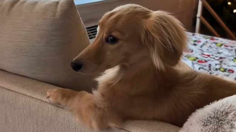 Dachshund glares over its shoulder while laying on a couch