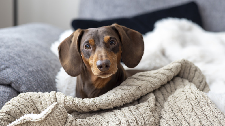 A low angle close up of a relaxed dachshund relaxing on the sofa.