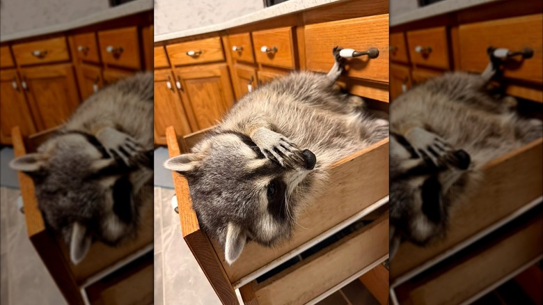 Raccoon lying in a kitchen drawer