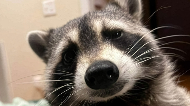 Close-up of raccoon