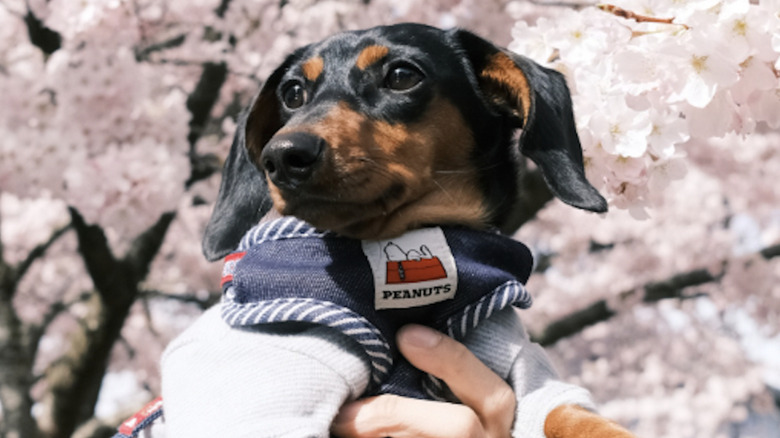 A mini dachshund on Instagram has a penchant for eating things on walks.