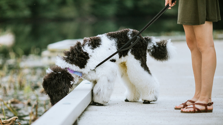 A dog being walked sniffs around a garden area.