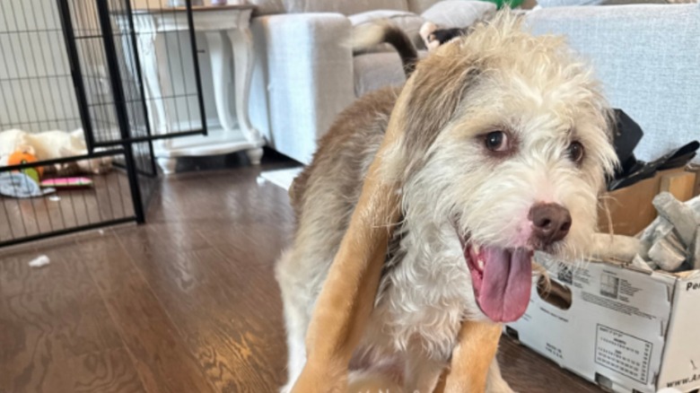 Archie enjoying some playtime with friends