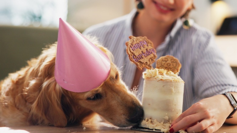 A dog wearing a pink cone hat and licking a dog-sized birthday cake