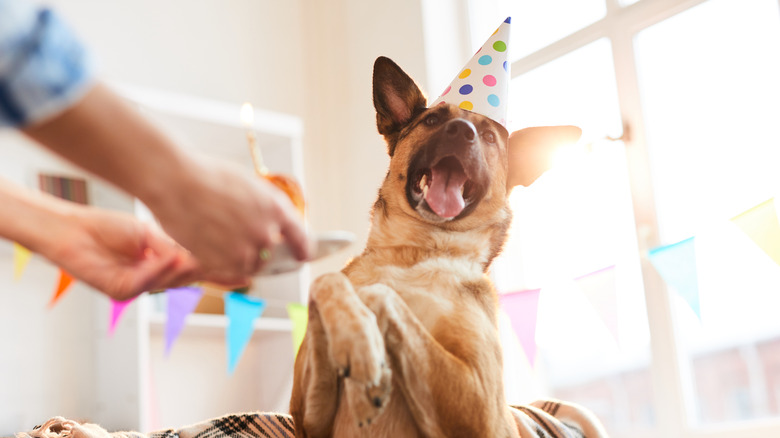 A German shepherd celebrating its birthday