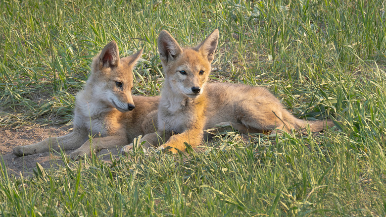 Coyote pups lying outside in grass