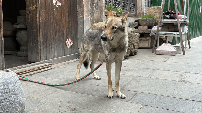 Pet coyote on leash outdoors