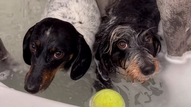 Two small dogs in the bathtub
