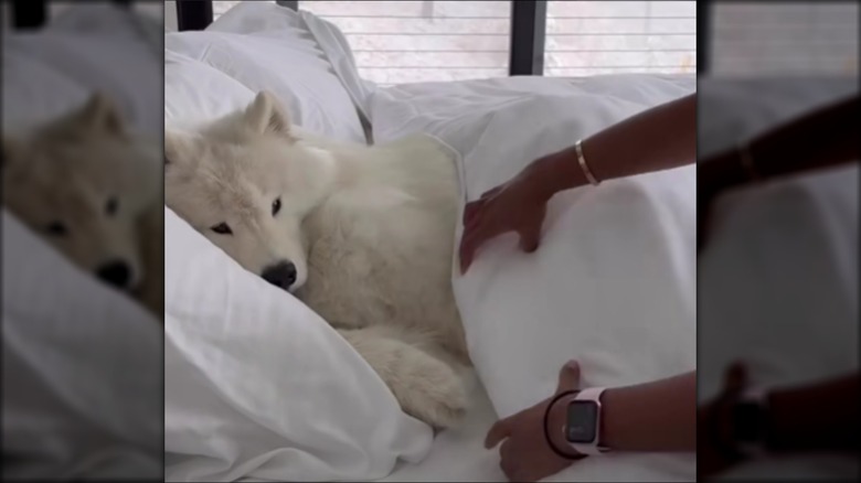 Someone tucking fluffy white dog named Boomer into bed