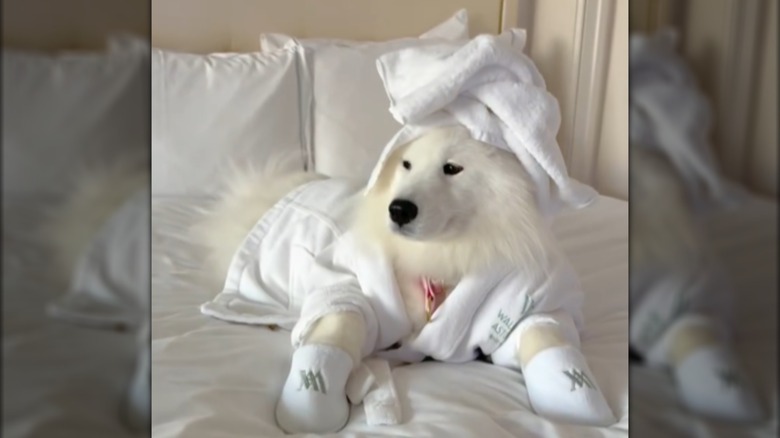 Fluffy, white dog named Cala in bathrobe and slippers lying on bed