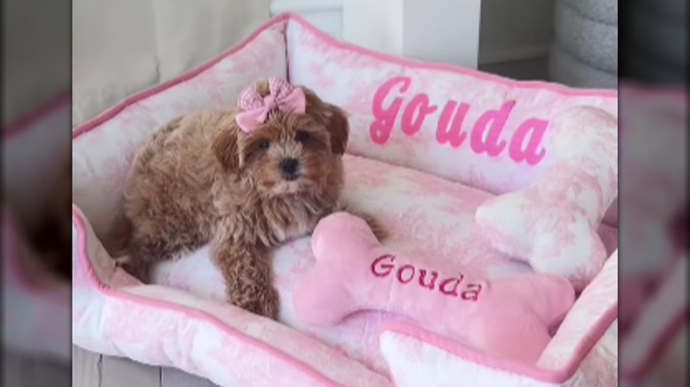 Small dog named Gouda wearing pink bow lying on pink dog bed labeled "Gouda."