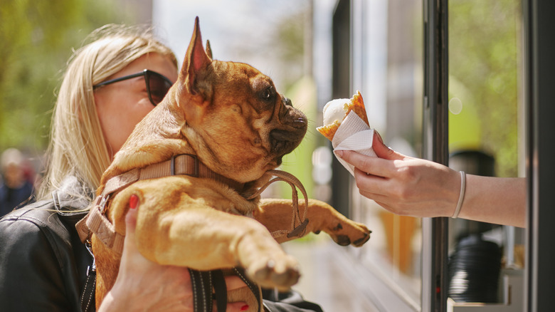 Woman holding French bulldog next to ice cream cone being offered from window