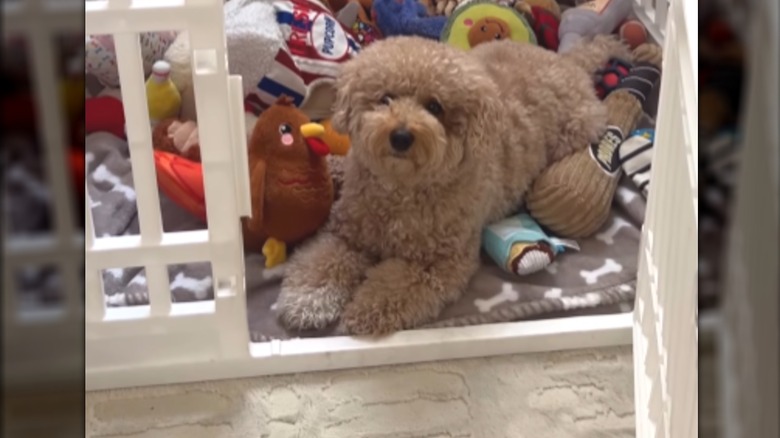 Goldendoodle named Ivy lying in pile of toys