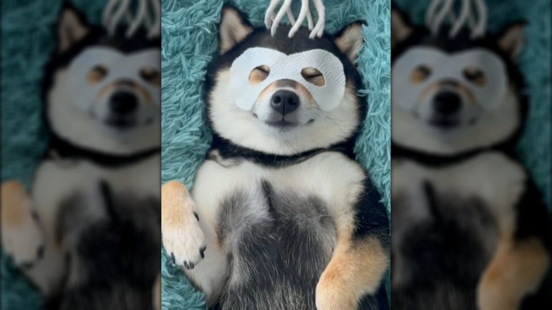 Manyu lying on back with eye mask and massager on head