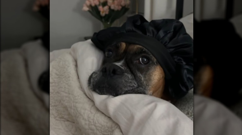 Boxer dog named Poppy wearing bonnet lying under covers