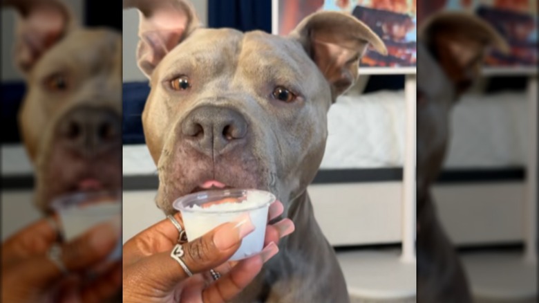 Gray pit bull named Reign licking treat held in someone's hand