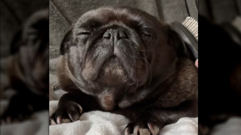 Small, chocolate-colored pug named Rosie lying on blanket, being brushed
