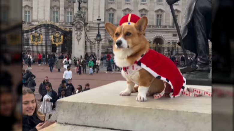 Fans taking pictures of small corgi named Winston wearing red cape and crown
