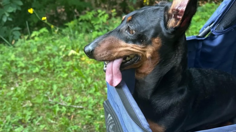 Happy-looking dachshund in a stroller
