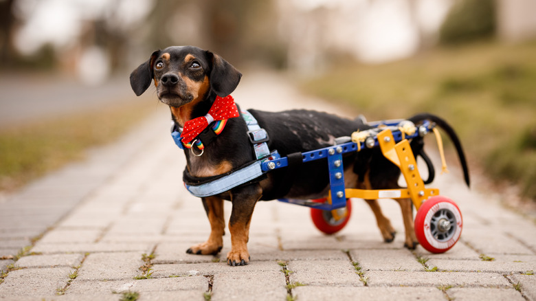 A dachshund mix sporting a wheelchair
