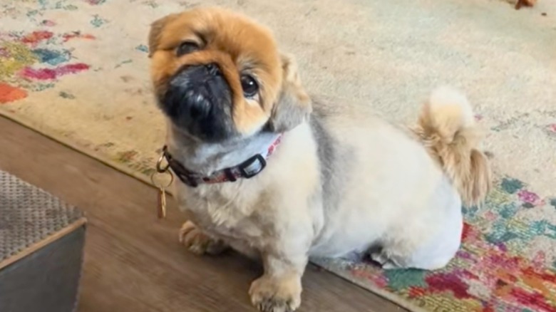 Pekinese puppy on floral and tan carpet.
