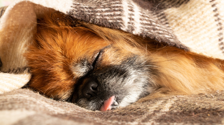 Red-haired Pekingese dog sleeps in a blanket on the bed with its tongue out.