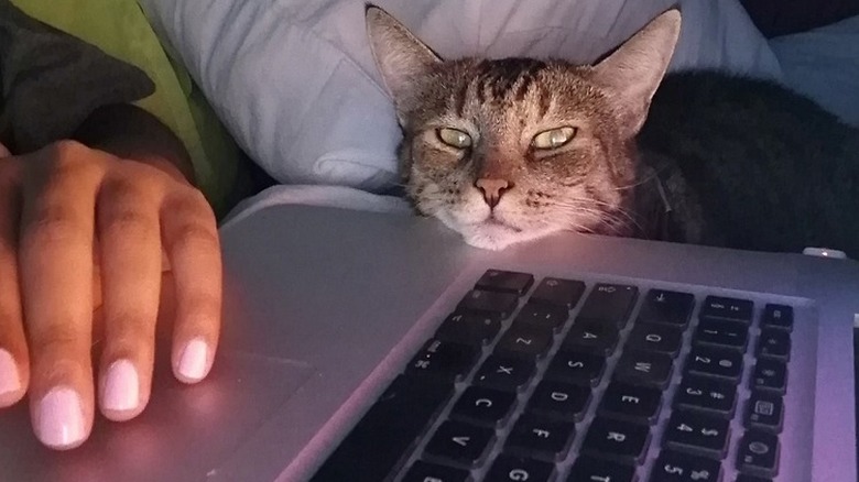 cat resting chin on open laptop.