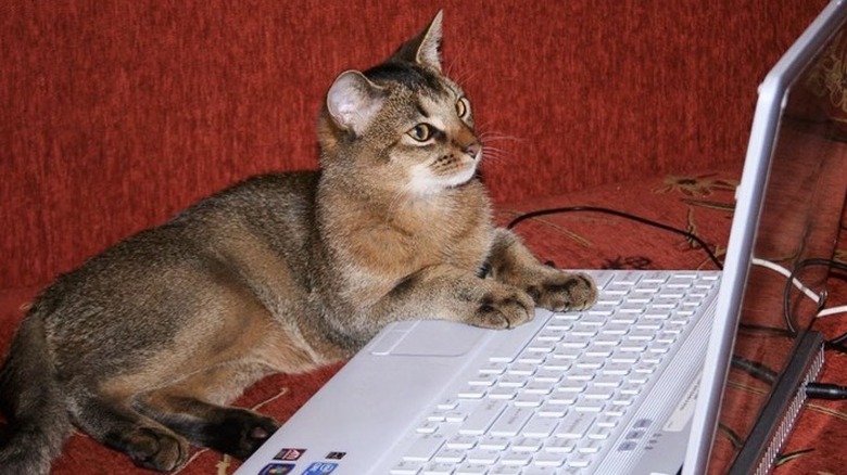 cat reviewing code on open laptop.