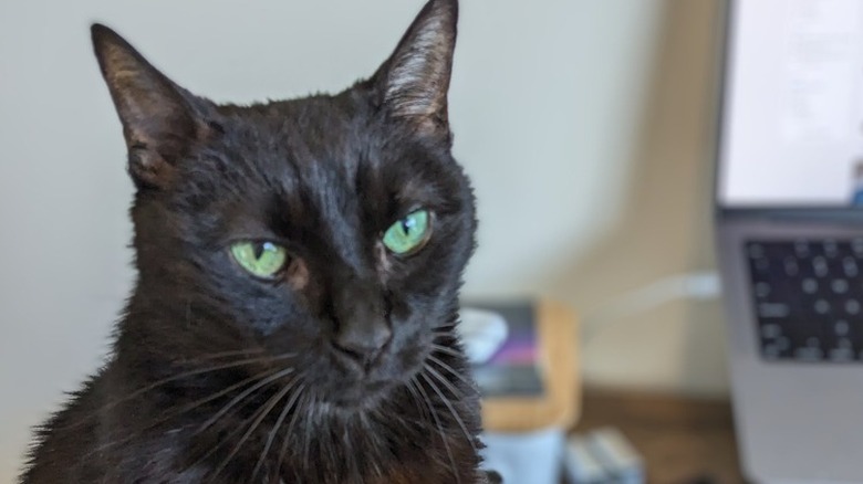 black cat sitting next to open laptop.
