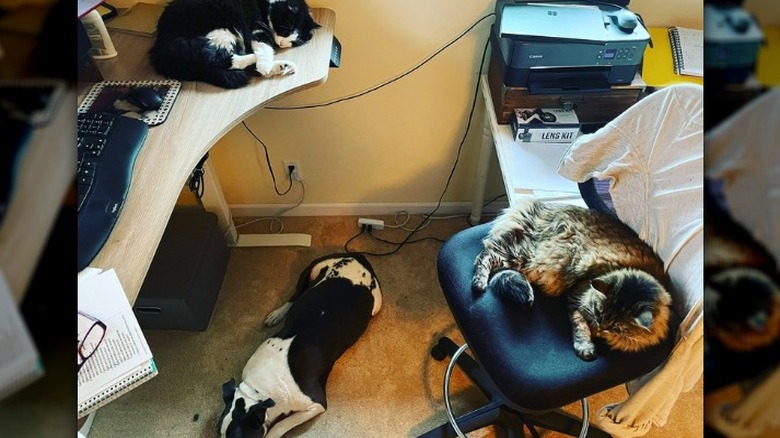 2 cats and 1 dog sleep in person's home office.