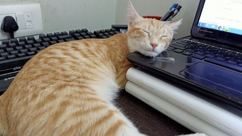 orange cat sleeping on laptop.