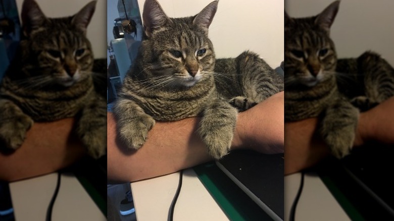 tabby cat supervises human working on laptop.