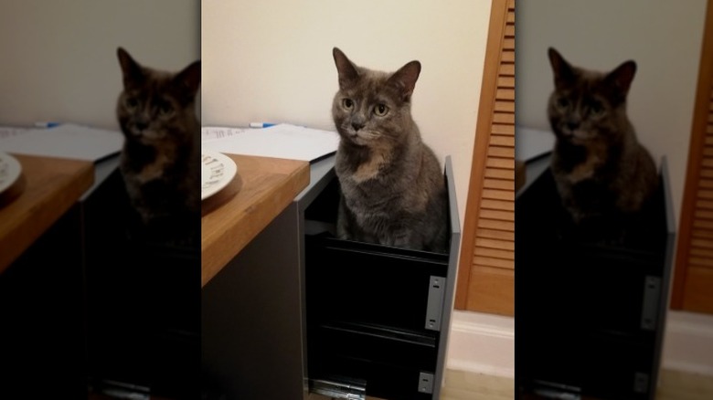 cat sittingin filing cabinet.