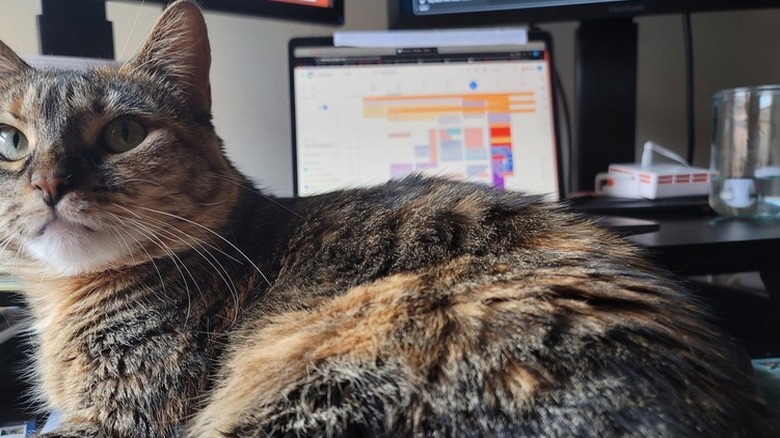 cat protecting laptop.