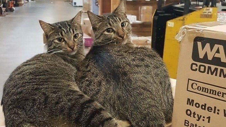 cats work in warehouse doing pest control.