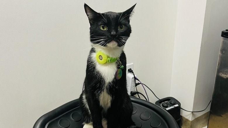 cat with green collar sitting in chair.