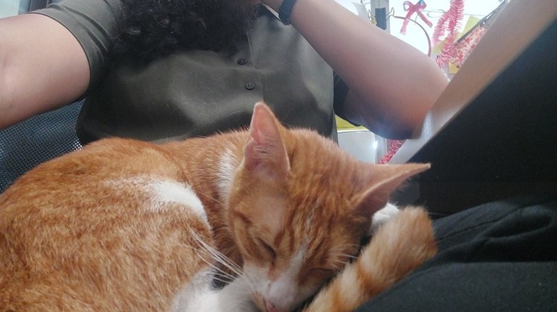 orange cat sleeps on woman's lap.