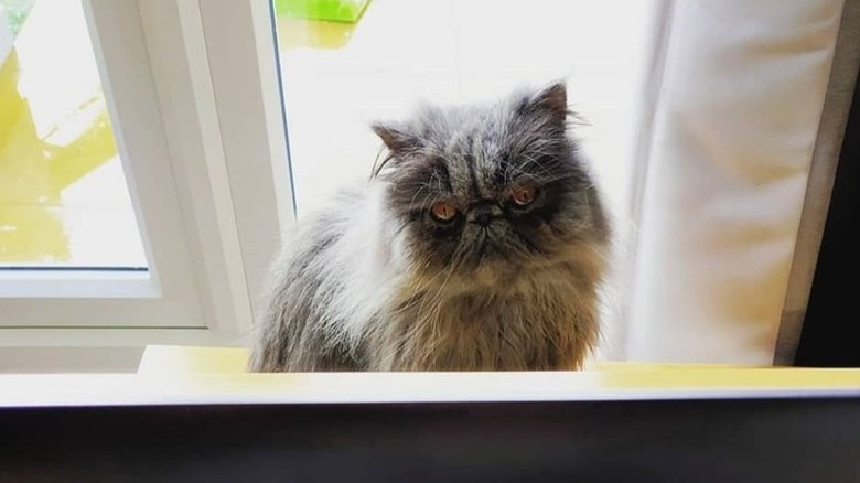 email finds cat but the cat isn't well.