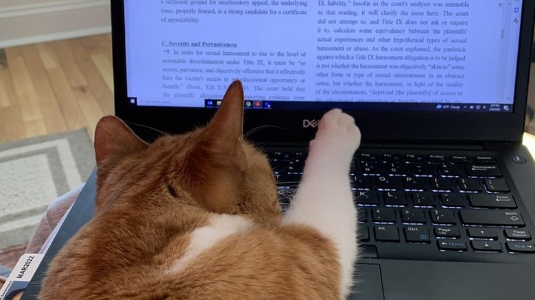 editor cat pointing out typo in body copy.