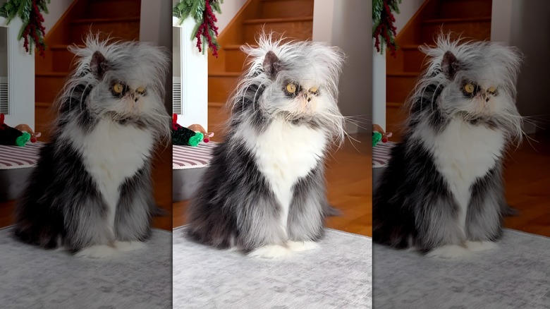 Disheveled cat stares off into space