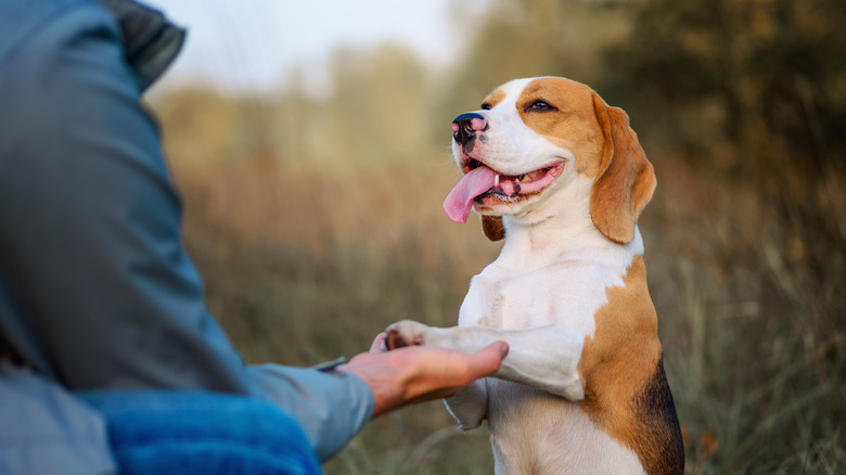 A beagle sitting with an owner's back facing the camera