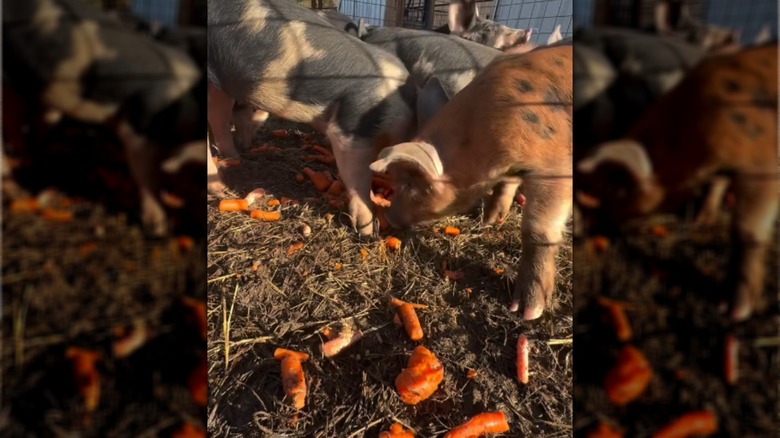 Group of pigs enjoying their carrots.